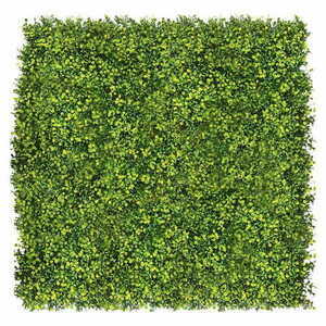 Green wall Grainflower 40x60cm small 1