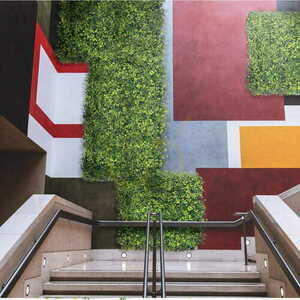 Green wall Grainflower 40x60cm small 2
