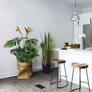 Sunrise plant pot insert 1 Sunrise plant pot insert small 1
