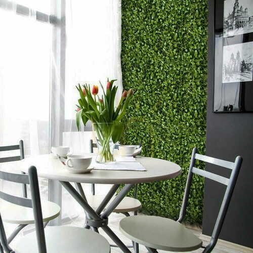 Check Peperomia green wall 40x60cm