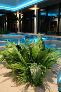 Plant composition for Dove pot small 2