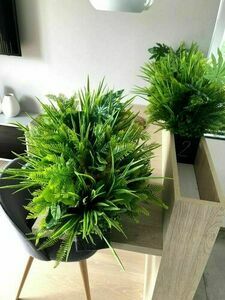 Plant composition for Dove pot small 4
