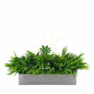 Plant composition for Dove pot small 0