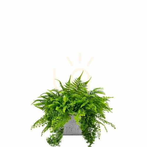 Check Ibis pot composition