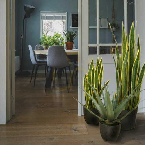 Check Artificial plant of Sansewieria Laurentii 65cm