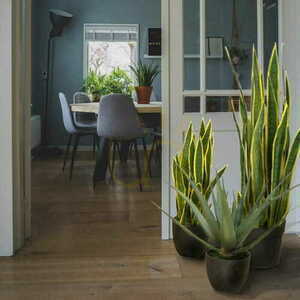 Artificial plant of Sansewieria Laurentii 65cm small 1