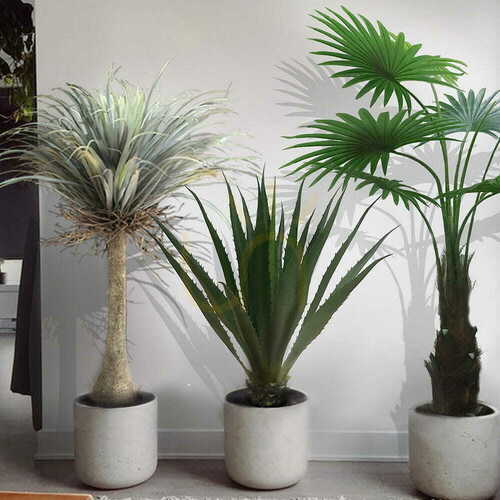 Check Decorative plant Agave Americana 100cm