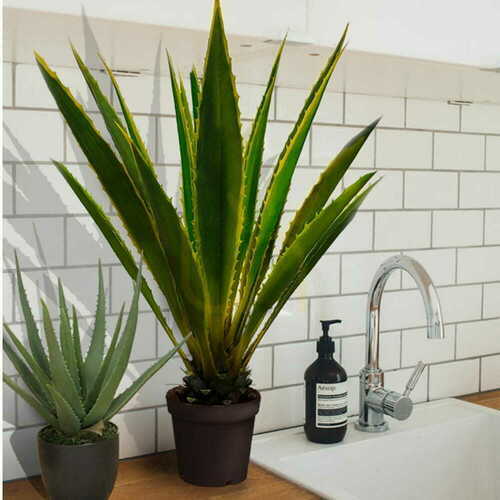Check Agave Americana decorative plant 120cm