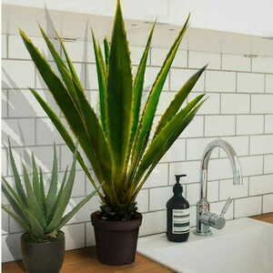 Agave Americana decorative plant 120cm small 1