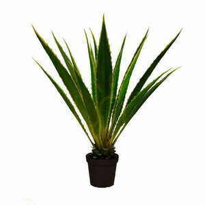 Agave Americana decorative plant 120cm small 0