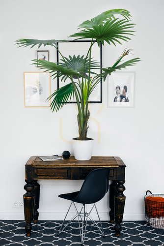 Check Artificial potted palm tree Washingtonia Robusta 140cm