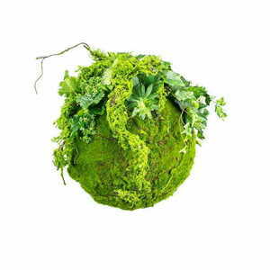 Kokedama Hanging Moss Ball 35cm small 0