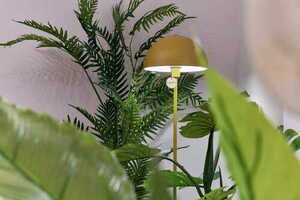 Decorative plant Palm Lutescens 180cm 3 Decorative plant Palm Lutescens 180cm small 3