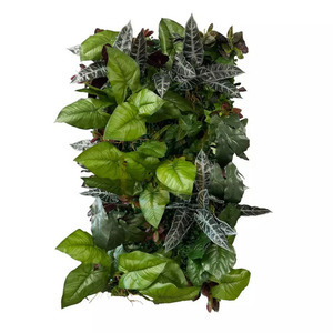 Catalpa Summit vertical garden small 0