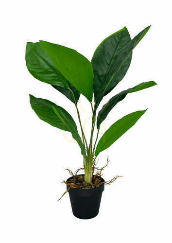 Check Artificial Aspidistra Plant 62 cm