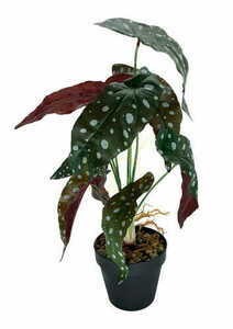 Artificial Begonia Coral Plant 45 cm 0 Artificial Begonia Coral Plant 45 cm small 0