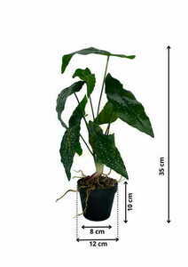 Artificial Begonia plant 35 cm textile leaves grower pot Green Designers GD 3443 small 1