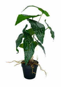 Artificial Begonia plant 35 cm textile leaves grower pot Green Designers GD 3443 small 3