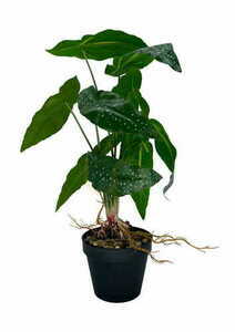 Artificial Begonia plant 35 cm textile leaves grower pot Green Designers GD 3443 small 4