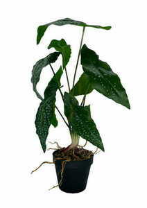 Artificial Begonia plant 35 cm textile leaves grower pot Green Designers GD 3443 small 0