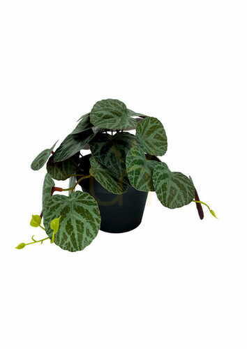 Check Artificial Pilea Plant 19 cm