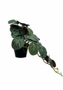 Artificial Pilea Plant 40 cm 4 Artificial Pilea Plant 40 cm small 4