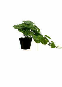 Artificial Pilea plant 37 cm textile leaves grower pot Green Designers GD 3456 small 3