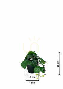 Artificial Philodendron Plant 20 cm 1 Artificial Philodendron Plant 20 cm small 1