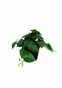 Artificial Philodendron Plant 20 cm 3 Artificial Philodendron Plant 20 cm small 3