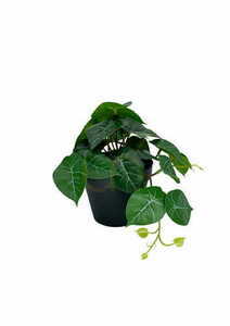 Artificial Philodendron Plant 20 cm 0 Artificial Philodendron Plant 20 cm small 0