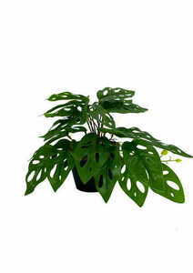 Artificial Monstera Monkey Plant 25 cm 0 Artificial Monstera Monkey Plant 25 cm small 0