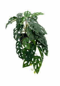 Artificial Monstera Monkey Plant 44 cm 2 Artificial Monstera Monkey Plant 44 cm small 2