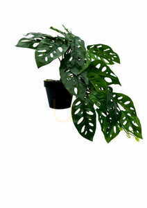 Artificial Monstera Monkey Plant 44 cm 3 Artificial Monstera Monkey Plant 44 cm small 3