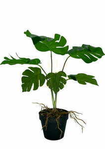 Artificial Monstera Hollow Plant 43 cm 2 Artificial Monstera Hollow Plant 43 cm small 2
