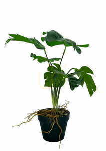 Artificial Monstera Hollow Plant 43 cm 3 Artificial Monstera Hollow Plant 43 cm small 3