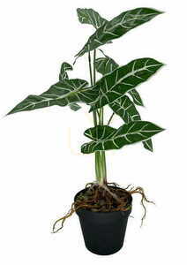 Artificial Plant Alokazia Amazonica 58 cm. small 2
