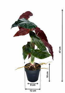 Artificial Begonia Rosie Plant 47 cm 1 Artificial Begonia Rosie Plant 47 cm small 1