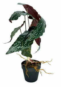 Artificial Begonia Rosie Plant 47 cm 3 Artificial Begonia Rosie Plant 47 cm small 3