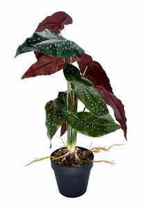 Artificial Begonia Rosie Plant 47 cm 0 Artificial Begonia Rosie Plant 47 cm small 0