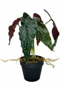 Artificial Begonia Rosie Plant 35 cm small 2