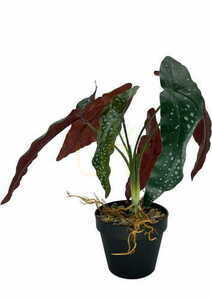 Artificial Begonia Rosie Plant 35 cm small 3