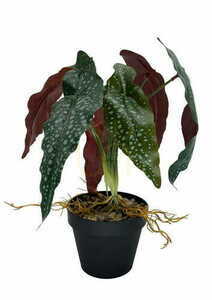Artificial Begonia Rosie Plant 35 cm small 0
