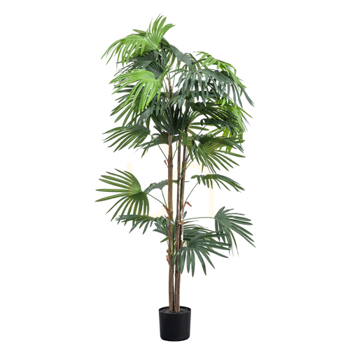 Check Chinese Fan Palm Artificial Plant 168cm Green Gallery Direct 5059413693946