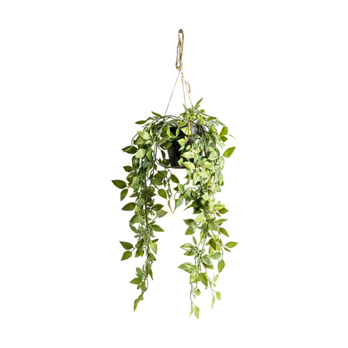 Check Hanging Scindapsus Plant Green 48cm Gallery Direct 5059413399466