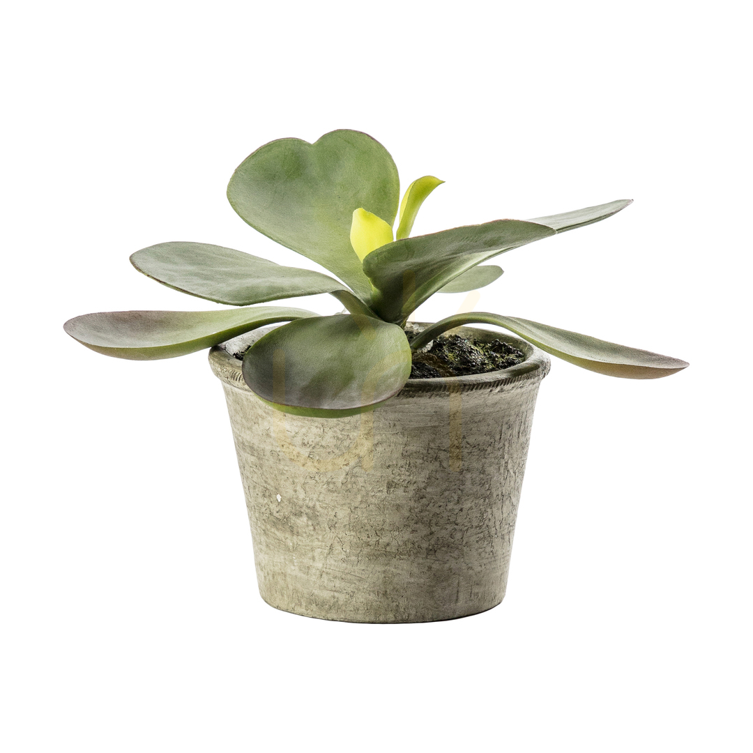 Kalanchoe in Rustic Pot Green 15cm Gallery Direct 5059413399244