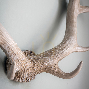 Antler Wall Art Gallery Direct Bjorn Whitewash Poly Resin 55cm small 2