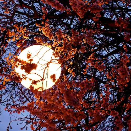 Check s.luce Globe indoor and outdoor pendant light, white, 30 cm, E27, IP54