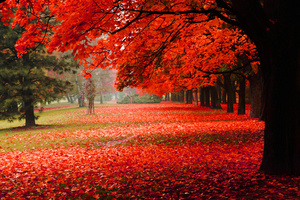 Wall mural spatial autumn park, red leaves, autumn trees, decoration small 0
